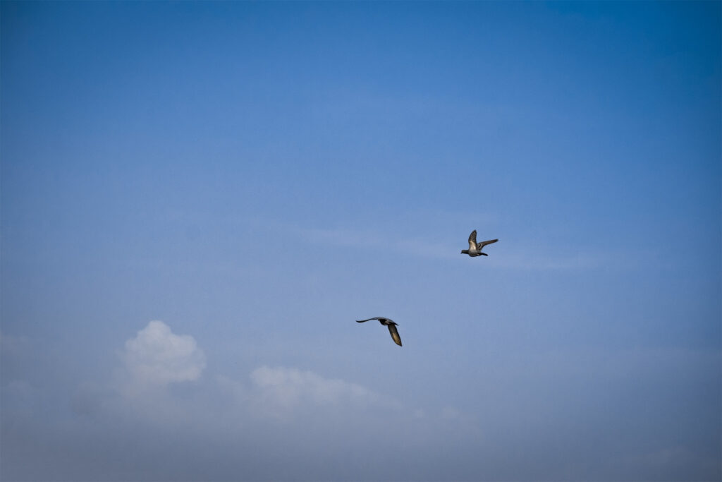 Birds-tripod-shots-original
