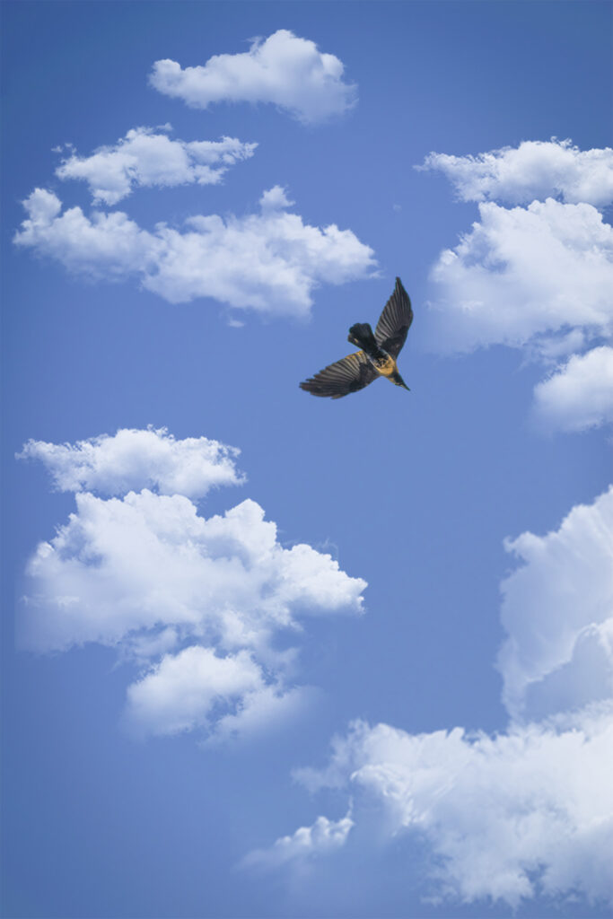 Flying-bird-tripodshots-original