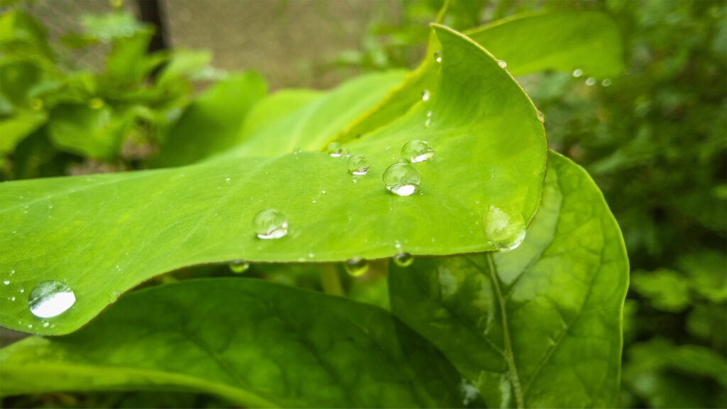 Green-leaf-Background-Tripodshots-