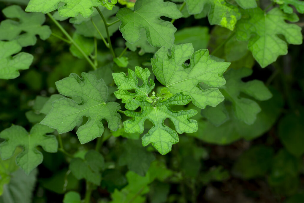 Green-leaf-Free-background-images-tripodshots-original02