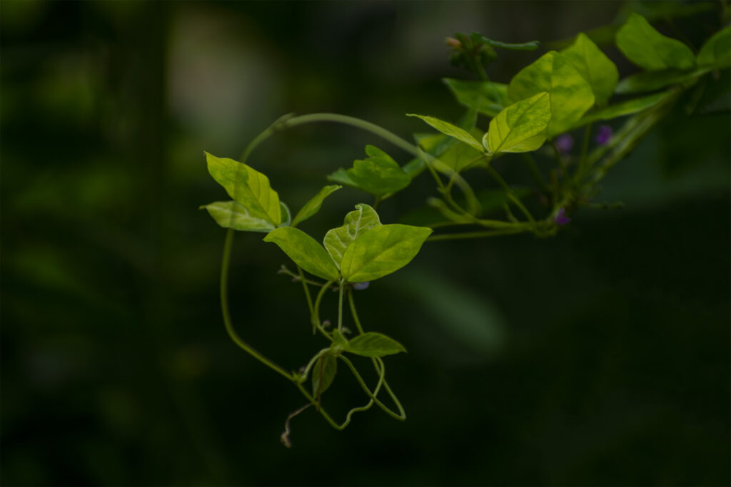 Green-leaf-nature-tripodshots-original