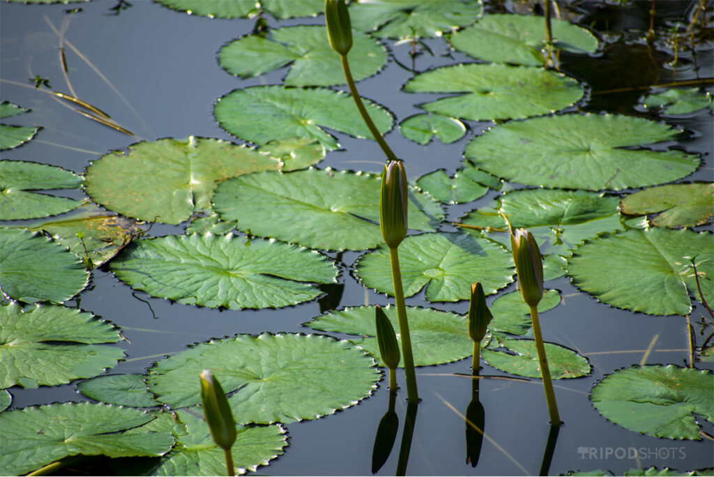 Lotus-Flower-Free-Hd-images-for-Desktop