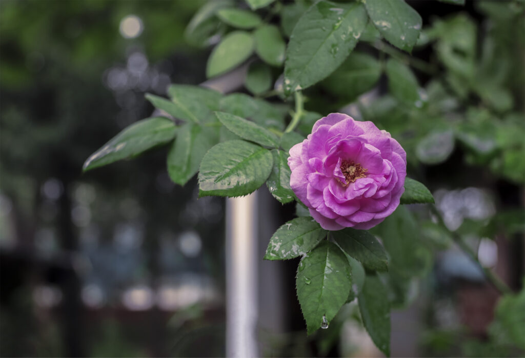 Pink-Rose-tripod-shots-original