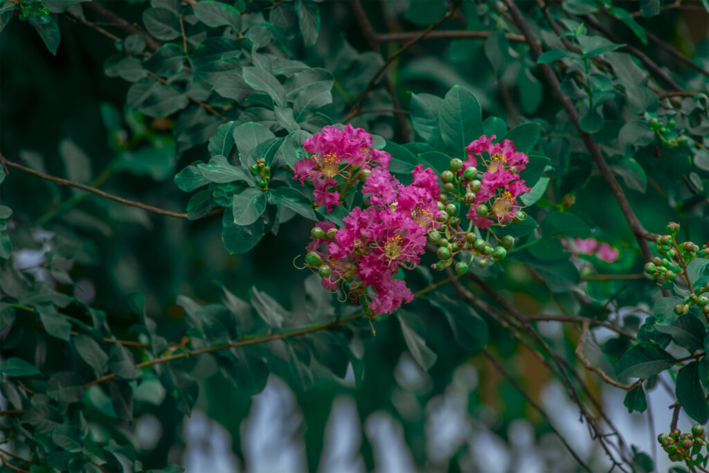 Pink-flower-green-leaf-original