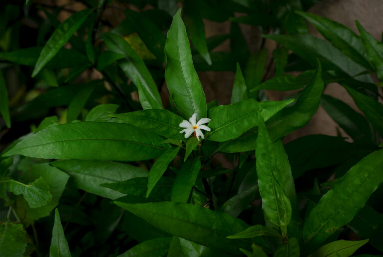 White Prajakta (Nyctanthes arbor‑tristis) flowers with vivid orange-red centers on a natural background