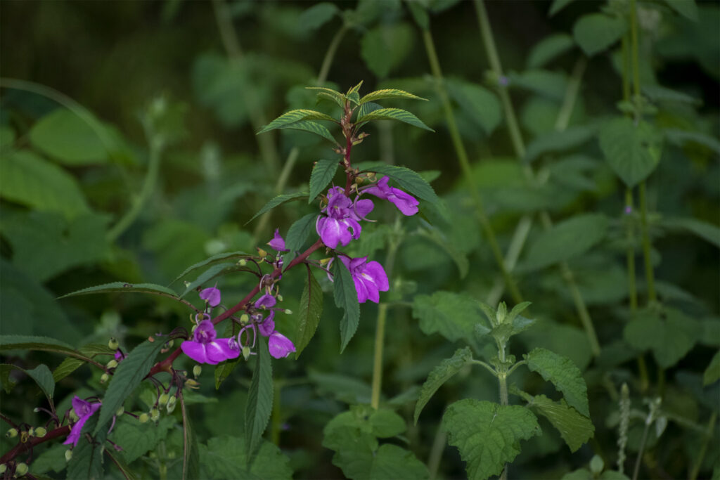 Purpal-flowers-with-green-background-tripodshots-original
