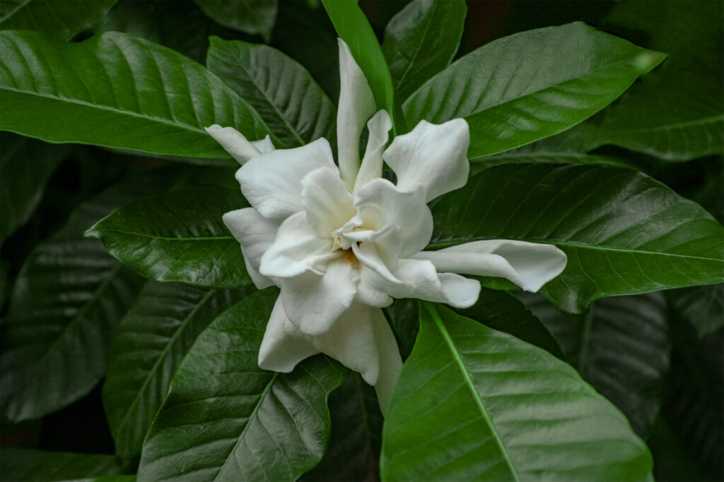 White-flower-green-leaf-Free-background-images-tripodshots-original02