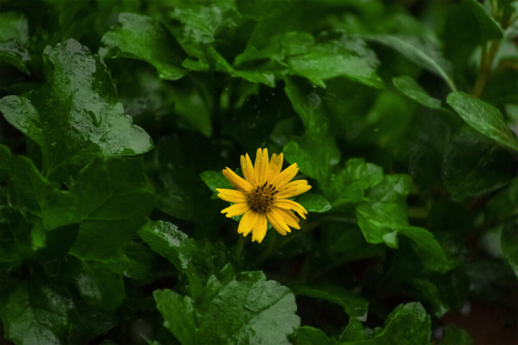 Yellow-flower-green-leaf-Free-background-images-tripodshots-original02