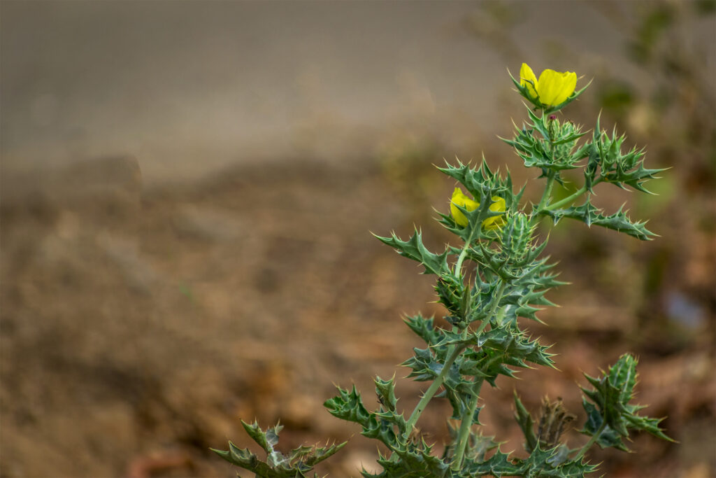 Yellow-flower-green-leaf-soil-Free-background-images-tripodshots-original02