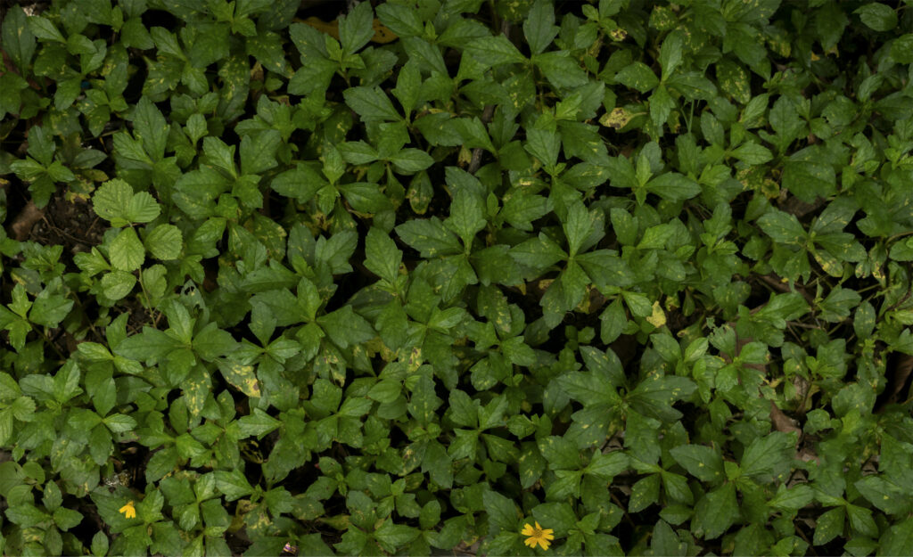 green-land-with-flowers-original