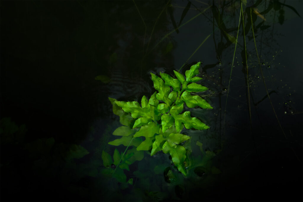 green leaf tripodshots original file 2400