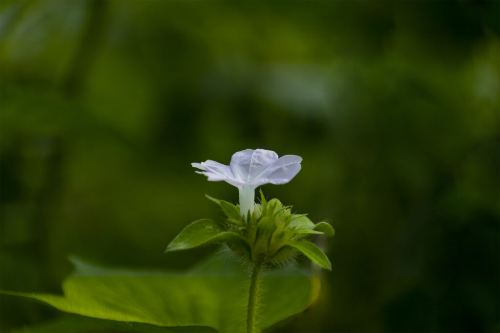 White flower
