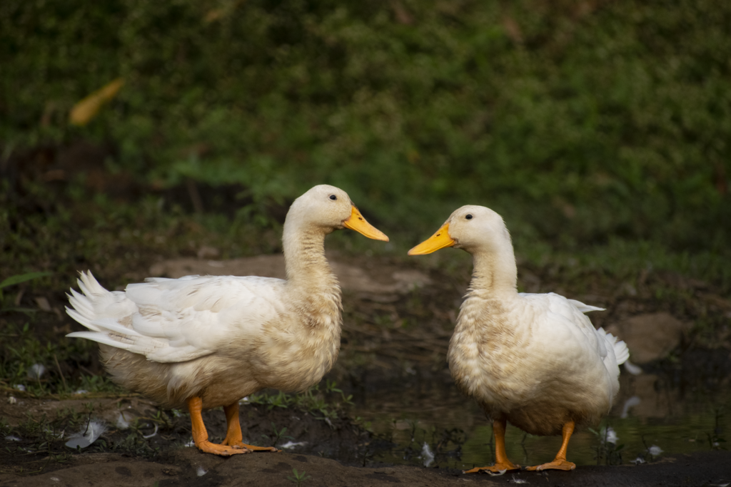 duck