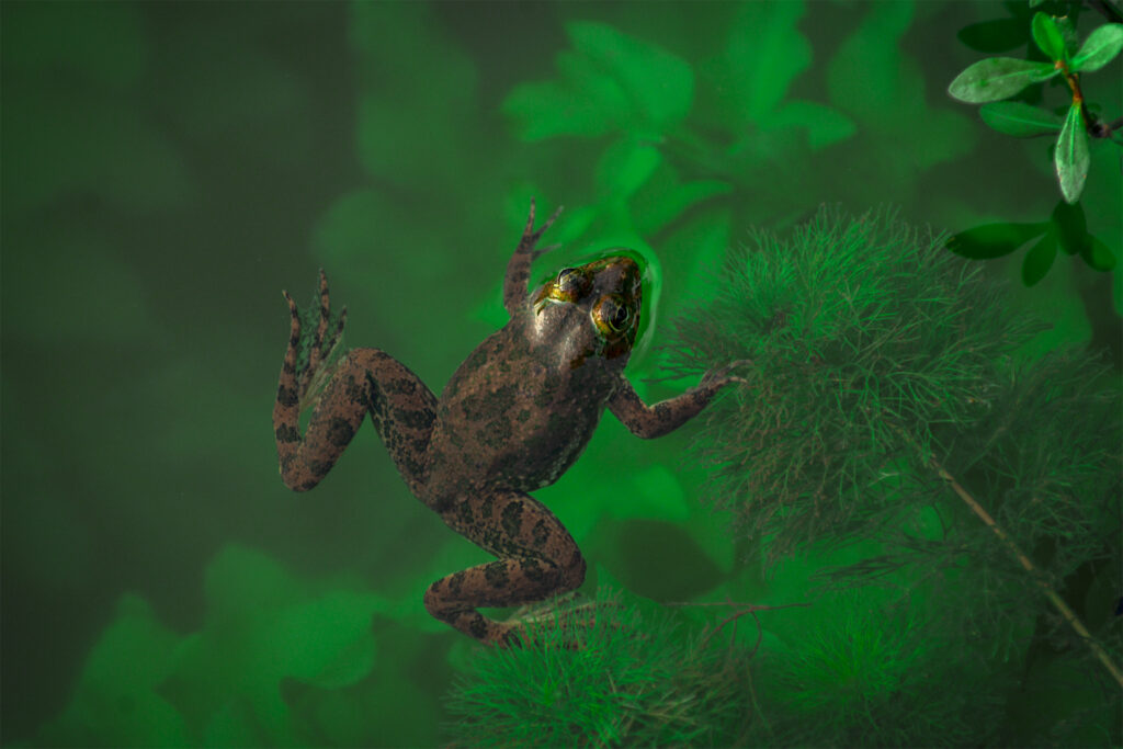 Underwater Frog in Green Pond