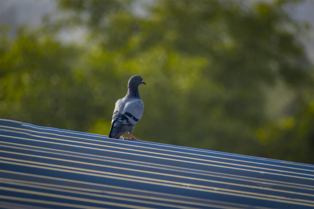 Gray Pigeon