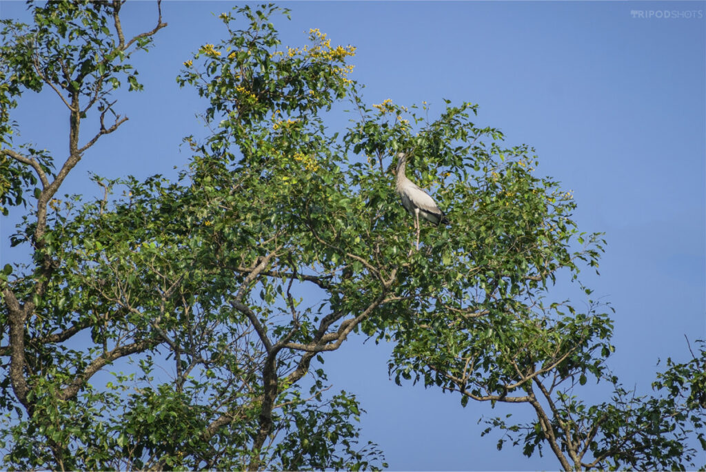 Heron Bagala