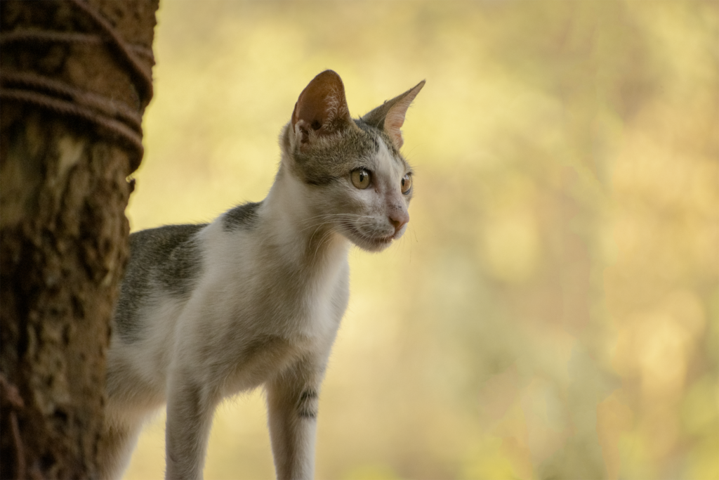 Pet Cat
