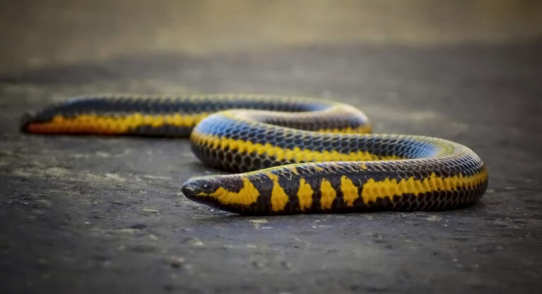 Black Snake with Yellow Stripes Slithering on Ground – Venomous or Non-Venomous Species
