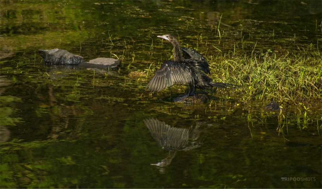 Water Crow
