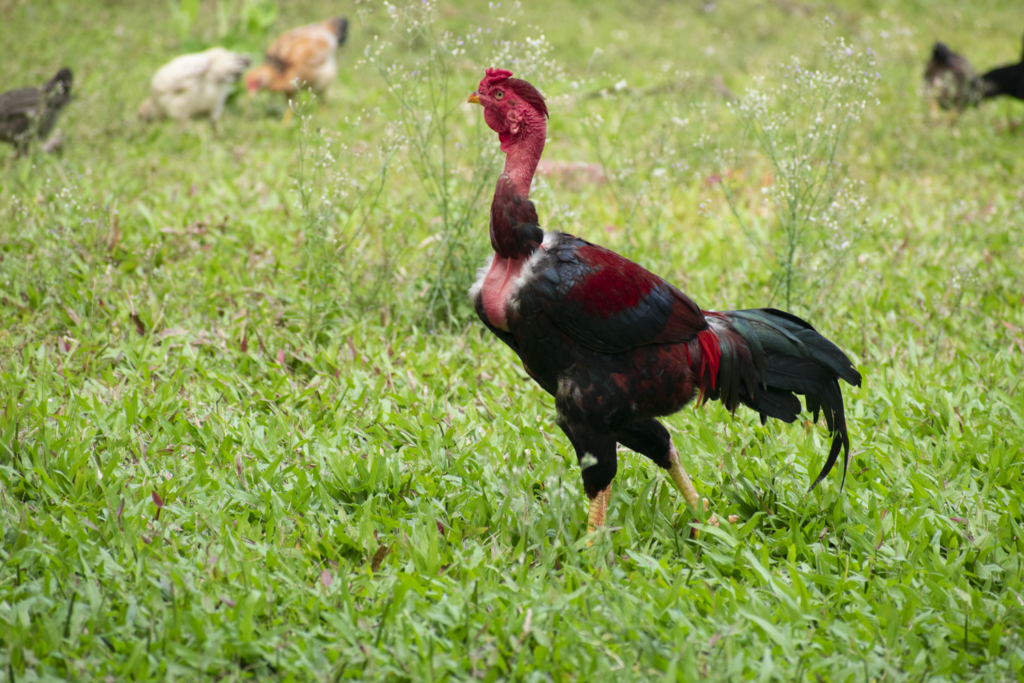 Cock
