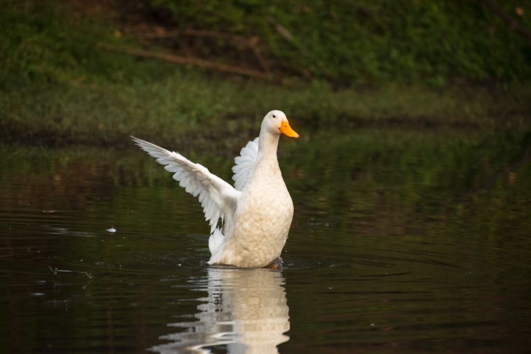 Duck
