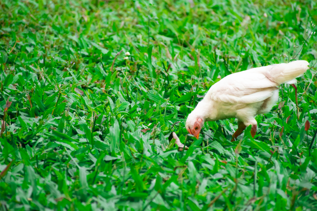 Hen