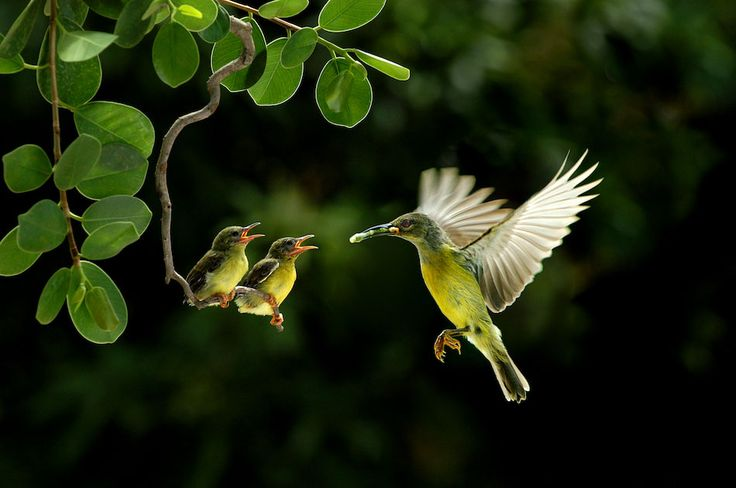 Best Wildlife Photography Spots in India