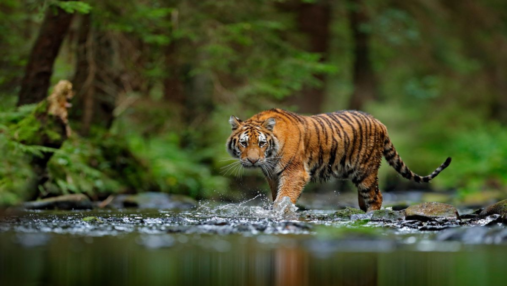 Best Wildlife Photography Spots in India