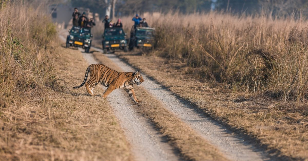 Best Wildlife Photography Spots in India